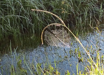 [Beside the water is a tall thin green stem with a vee'd section at the top. One side of the vee is pulled towards the ground in an arc and between it and the main stem a spider made a round web with many sections. ]